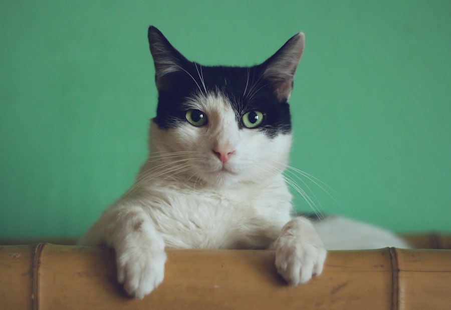 Chat photographié de près