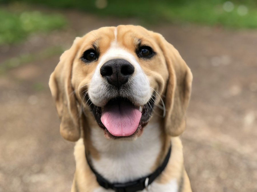 Chien photographié en extérieur