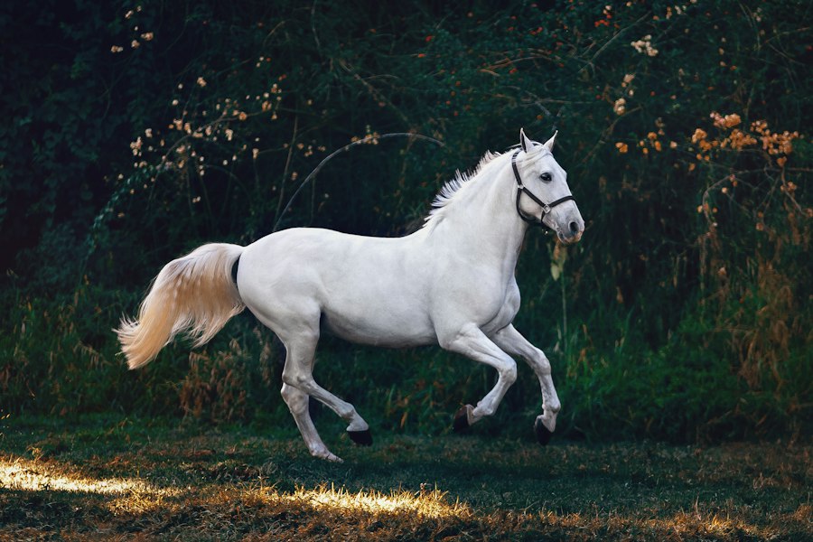 Cheval dans un pré